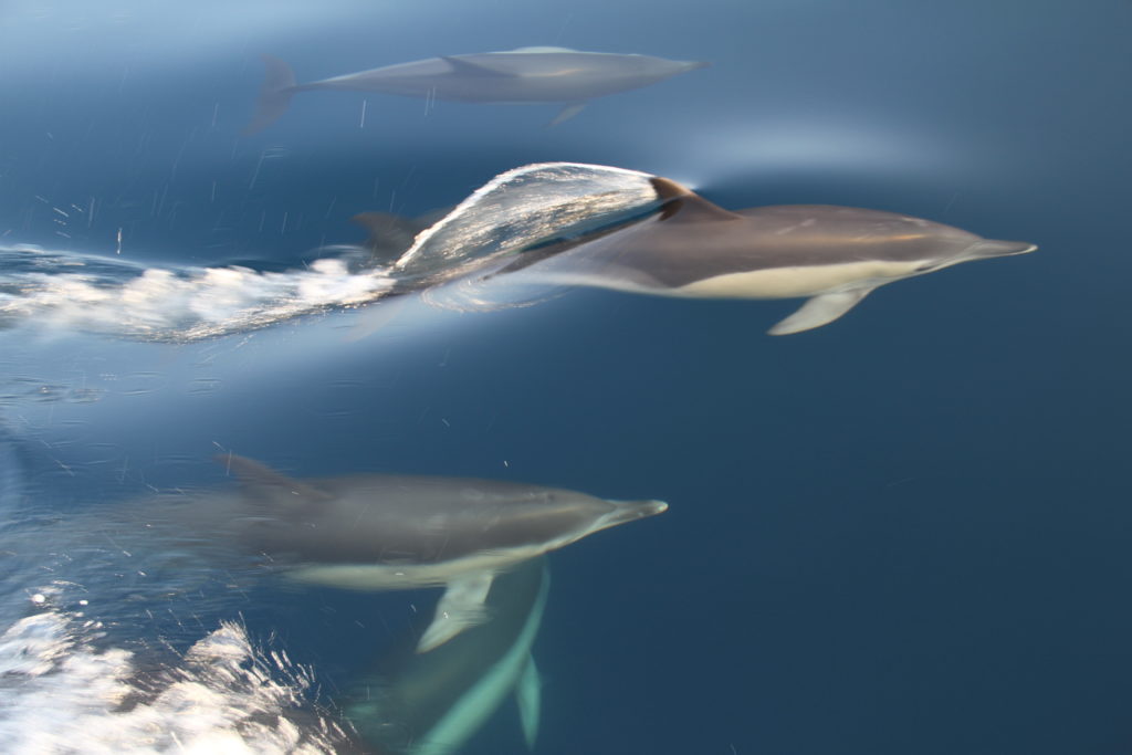 "Dolphins" Meditteranean 2015
