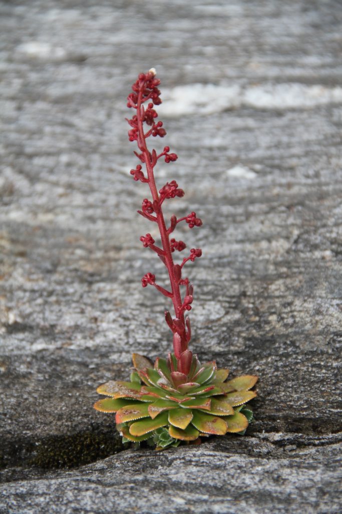 "Flower" Svartisen Norway 2016